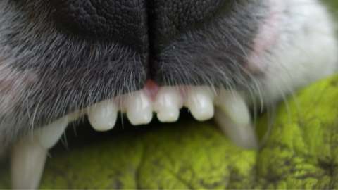 Dog biting